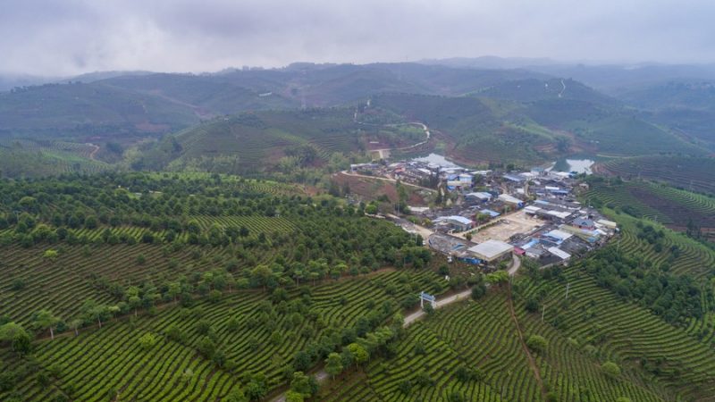 China planta 3,83 milhões de hectares de floresta em 2022