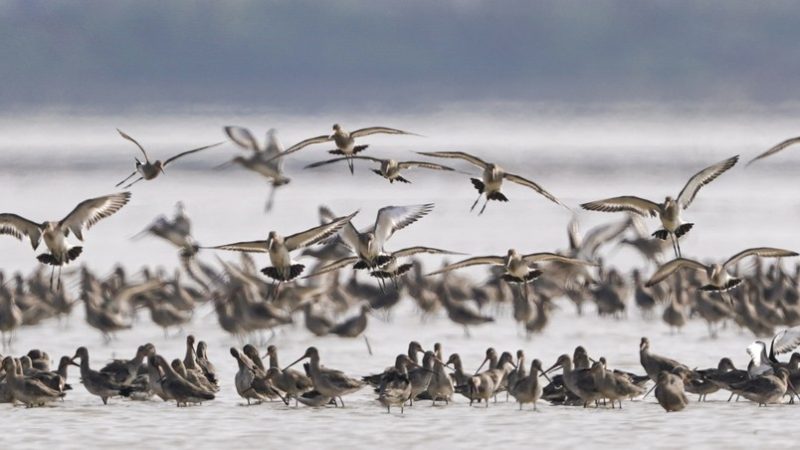 China planta vallisneria natans para alimentar aves invernantes no lago Poyang