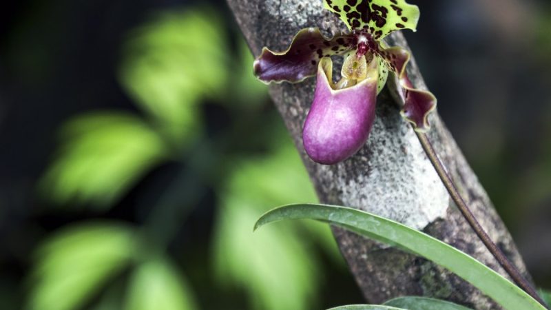 Descobertas duas novas plantas no sudoeste da China