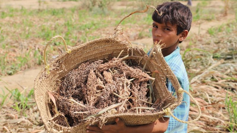 Gene de tolerância alcalina identificado para melhorar produção das culturas em terras sódicas