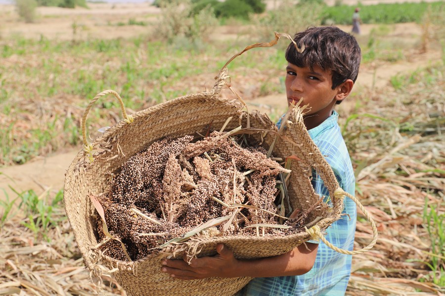 Gene de tolerância alcalina identificado para melhorar produção das culturas em terras sódicas