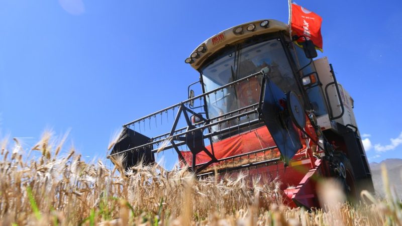 Tibet planeja expandir área de plantio de cevada de terras altas