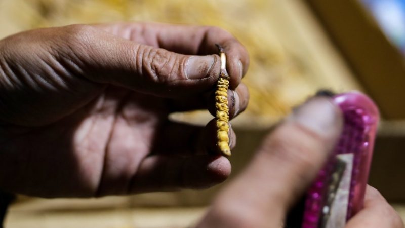 Tibet estabelece sistema de serviços de medicina tibetana em toda a região chinesa