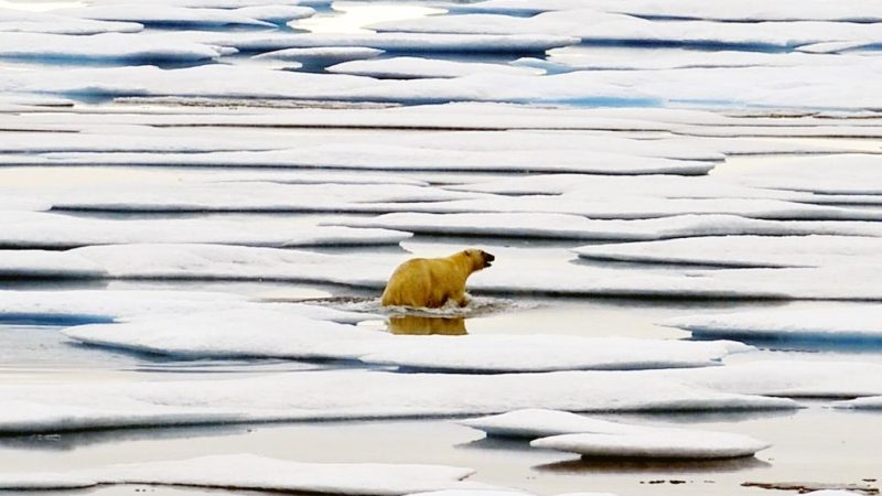 Novo estudo atribui clima frio extremo em latitude média a perda de gelo marinho no Ártico