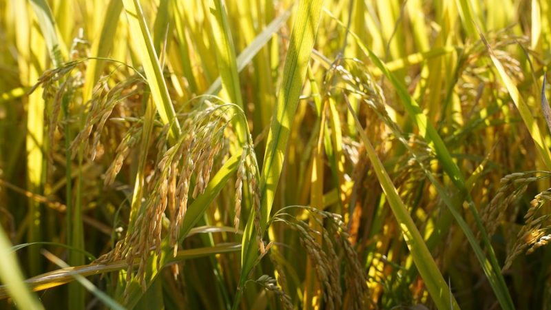 China destina fundos para controle de pragas agrícolas