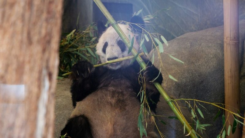 Panda gigante Ya Ya retornará à China