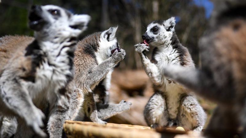 China aprimora proteção da vida selvagem com entrada em vigor da lei