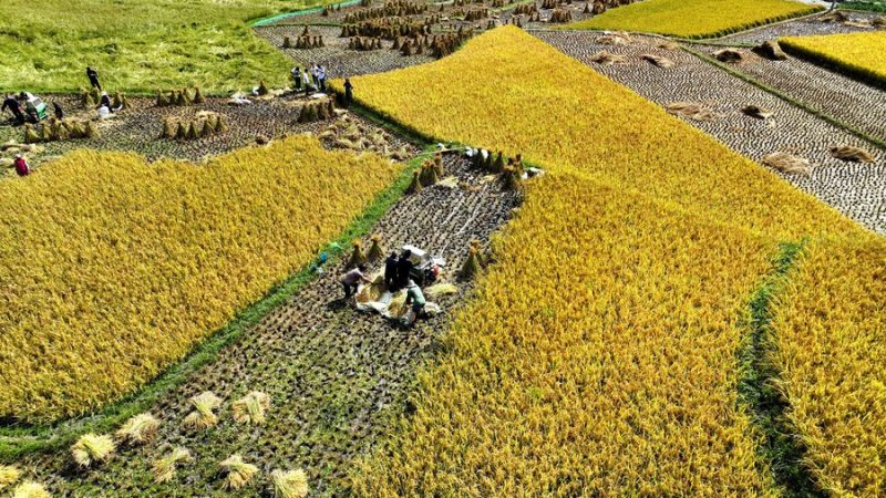 Setor agrícola da China testemunha desenvolvimento mais verde, diz relatório