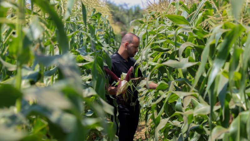 Empresário traz milho vermelho nutritivo da China para sua cidade natal Gaza