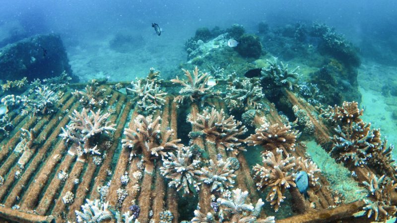 China ratifica Dia Nacional da Ecologia