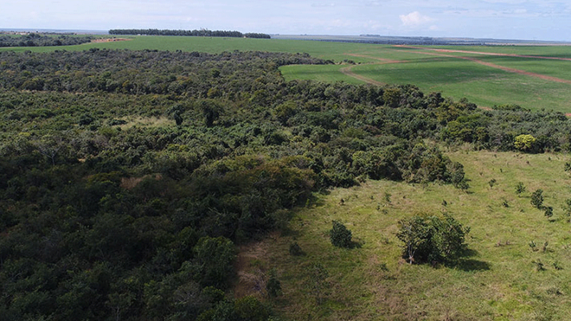 Brasil lança primeiro edital para a recuperação florestal da Mata Atlântica