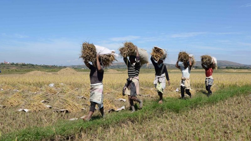Arroz híbrido da China ajuda em segurança alimentar da África