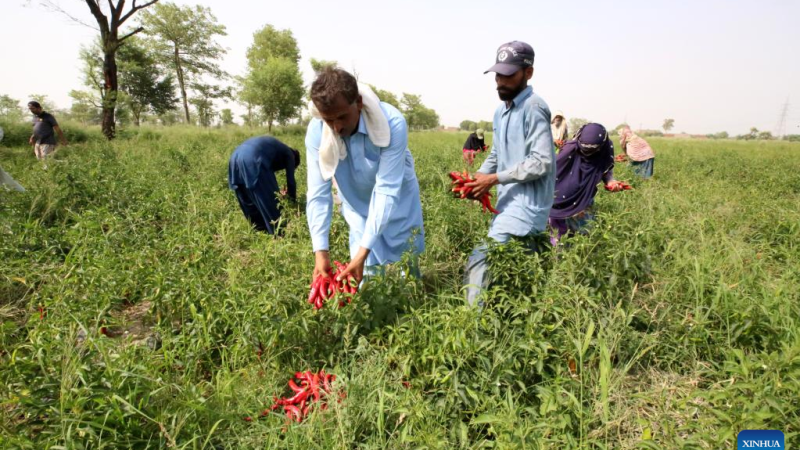 Cultivo por contrato de pimenta de origem chinesa abre perspectivas para o desenvolvimento do setor agrícola do Paquistão