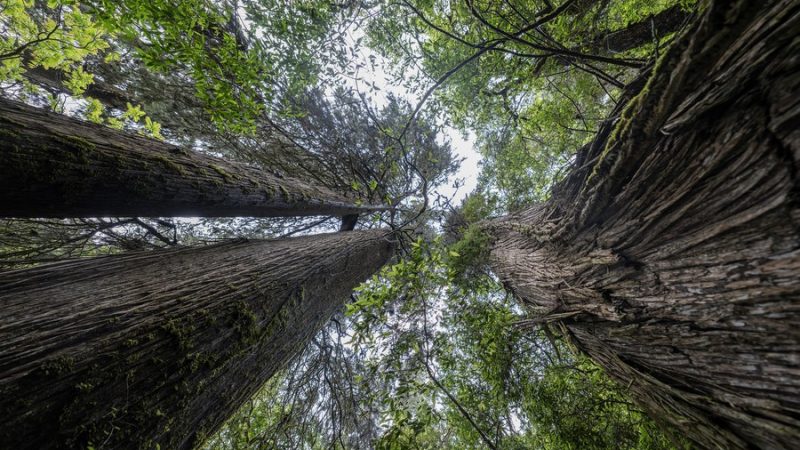 Estudo revela porque árvores mudam para cima sob aquecimento global