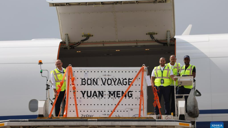 Primeiro panda gigante nascido na França é enviado à China com despedida calorosa
