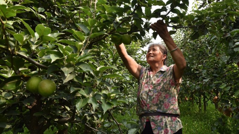China ativa resposta de emergência de nível III para grandes desastres agrícolas