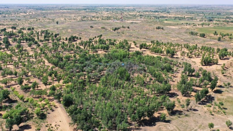 Oficial chinês pede aprofundamento da cooperação internacional para combater desertificação