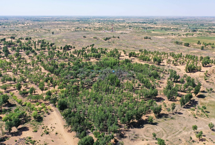 Oficial chinês pede aprofundamento da cooperação internacional para combater desertificação
