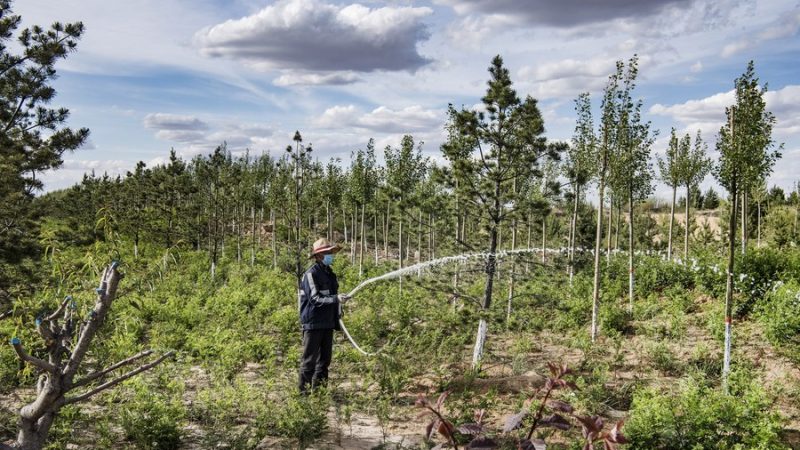 Norte da China lança academia de pesquisa sobre Projeto da Floresta de Abrigo dos Três Nortes