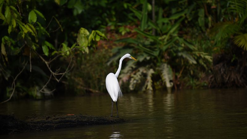 Brasil registra queda histórica no desmatamento em todos os seus biomas em 2024