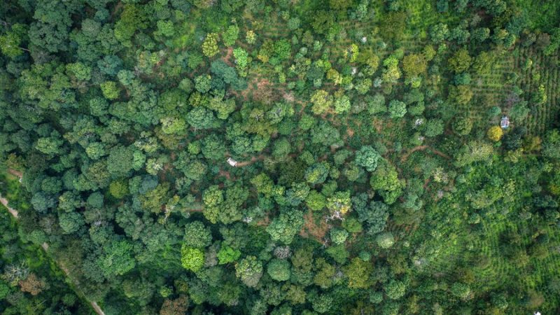 Feira de produtos florestais da China recebe negócios de 120 milhões de yuans