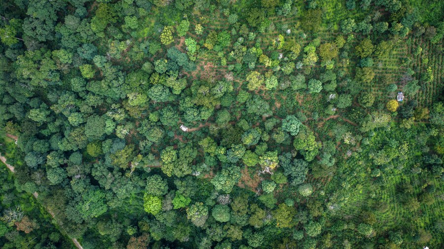 Feira de produtos florestais da China recebe negócios de 120 milhões de yuans