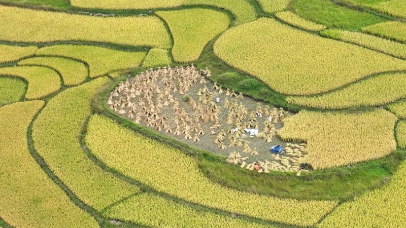 China intensifica cooperação com instituto de pesquisa global para aprimorar variedades de arroz