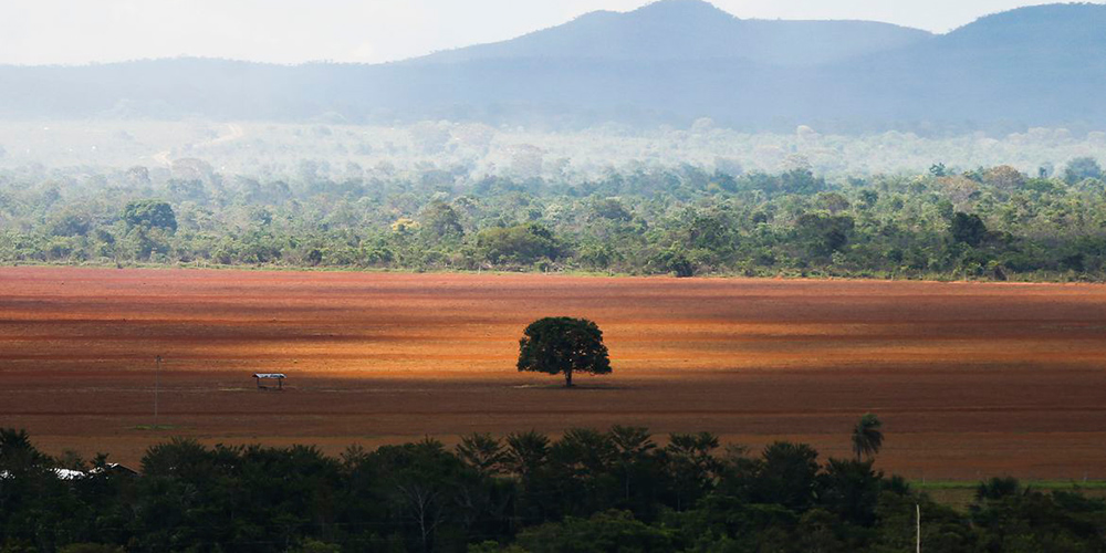 Eclipsado pela Amazônia, desmatamento no Cerrado brasileiro está aumentando e preocupa especialistas