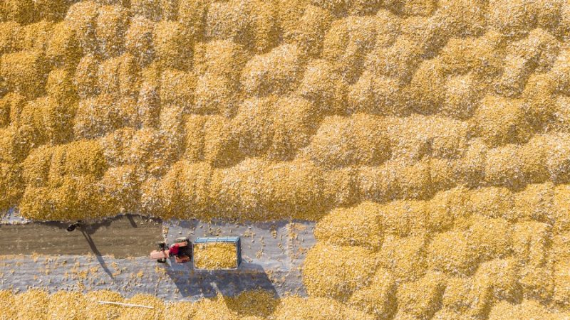 China registrará maior produção de grãos no outono em 2023