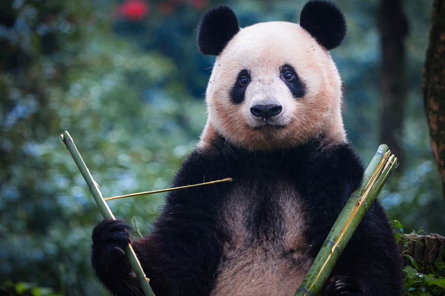 Panda Xiang Xiang, nascida no Japão, chega à China e encontra-se com público