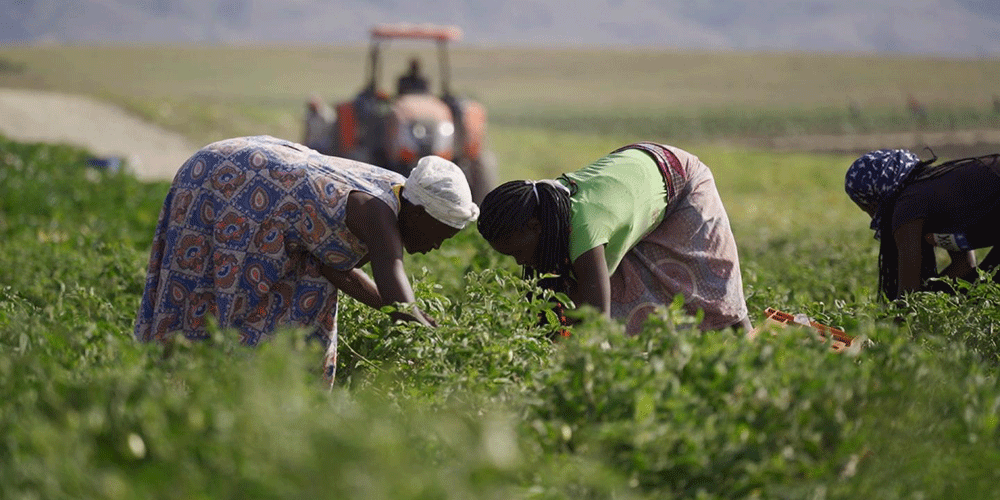 Agricultura angolana cresce 5,6% em 2022