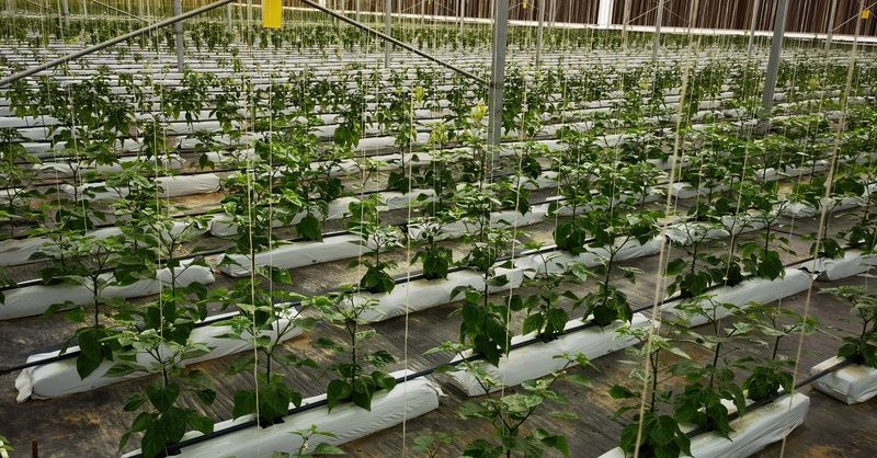 Cooperação agrícola do Cinturão e Rota ajuda a aliviar a fome em países menos desenvolvidos, diz relatório