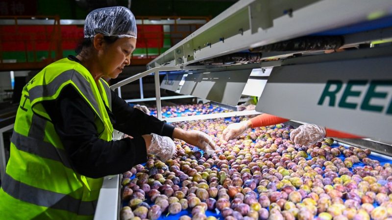 Conferência destaca avanço dos direitos humanos em Xinjiang