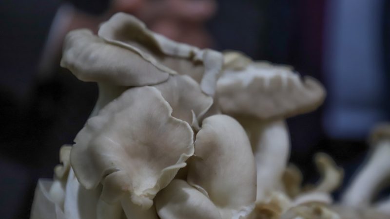 Especialistas pedem aplicação da tecnologia Juncao para promover agricultura sustentável na África