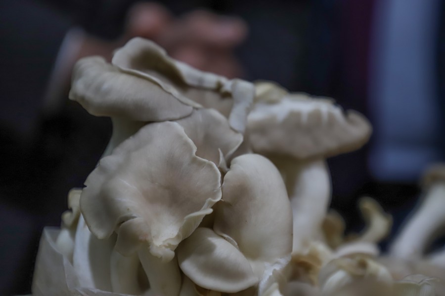 Especialistas pedem aplicação da tecnologia Juncao para promover agricultura sustentável na África