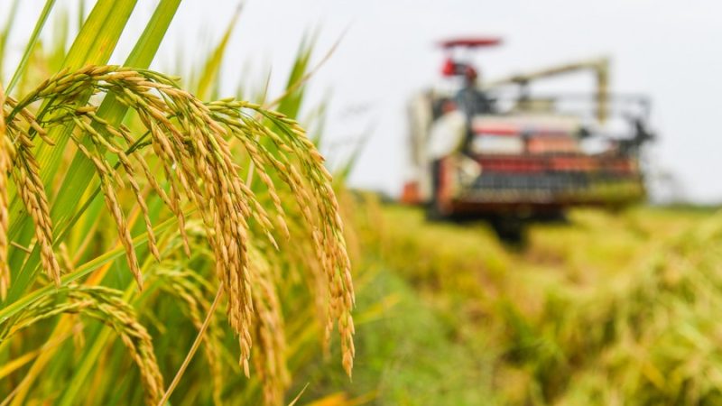 Observatório Econômico: Reunião-chave esboça tarefas da China para desenvolvimento rural em 2024