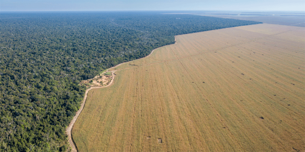 Brasil pode zerar sua emissão de gases de efeito estufa se acabar com desmatamento, indica estudo