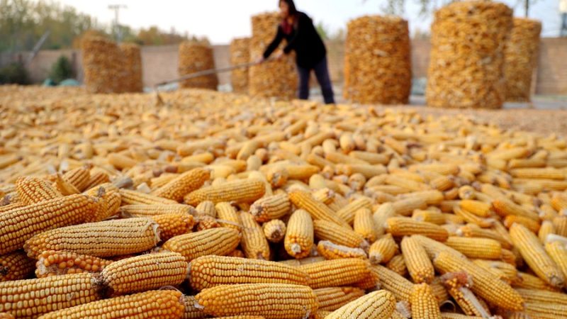 Produção global de grãos e oleaginosas a granel registra aumento anual￼