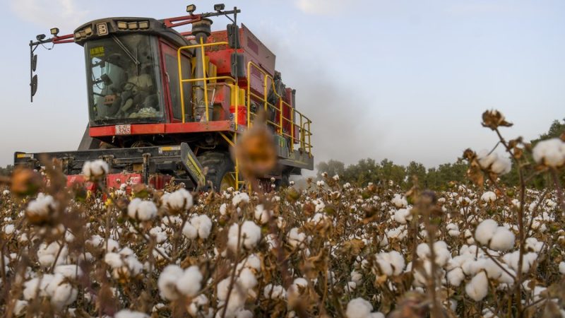 Pesquisadores chineses encontram gene principal para produção de algodão e qualidade de fibra