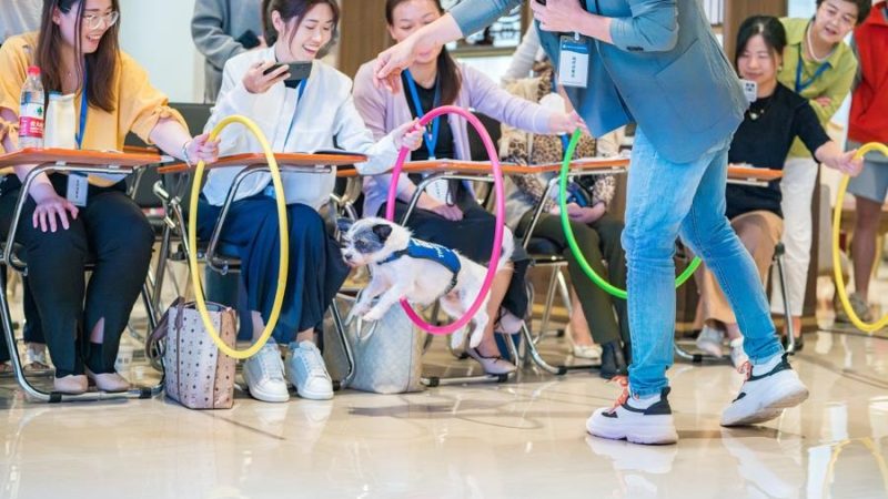 Suprema corte da China pede responsabilidade com animais de estimação