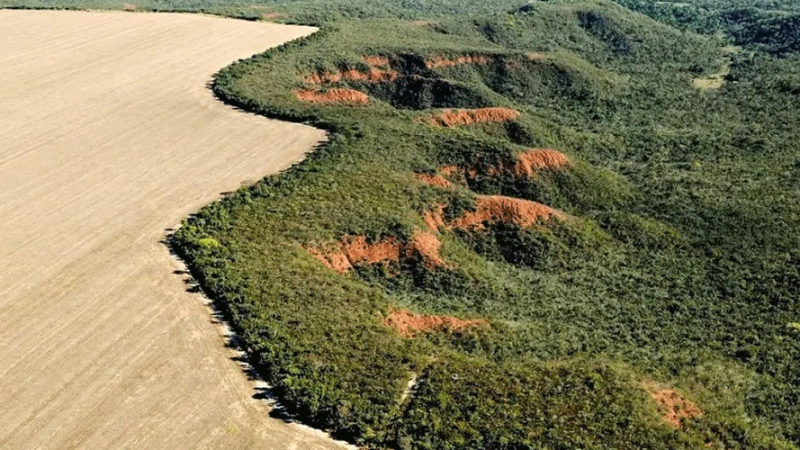 Mudanças climáticas e desmatamento influem na expansão da dengue no Brasil, alerta estudo