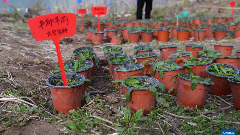Plantas raras e ameaçadas de extinção são reintroduzidas na área do Reservatório das Três Gargantas, na China
