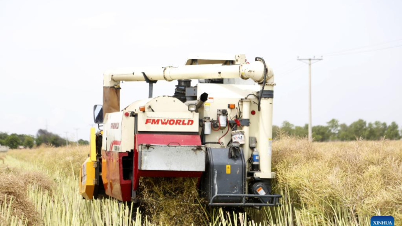 Tecnologia agrícola chinesa transforma cenário da colheita de sementes de canola no Paquistão