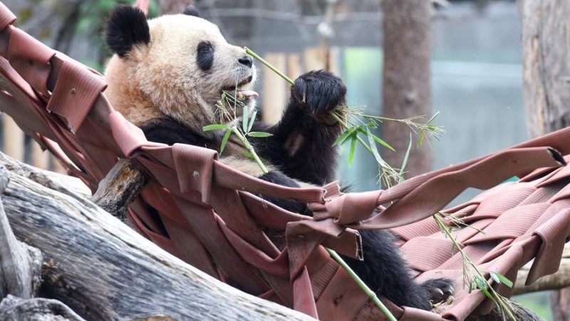 Casal de pandas gigantes da China parte para Espanha