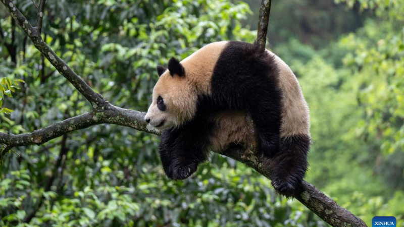 Pandas gigantes partem de sua cidade natal para EUA