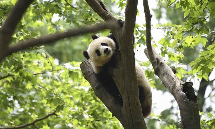 Relatório de think tank expõe progresso ecológico e contribuições globais da China