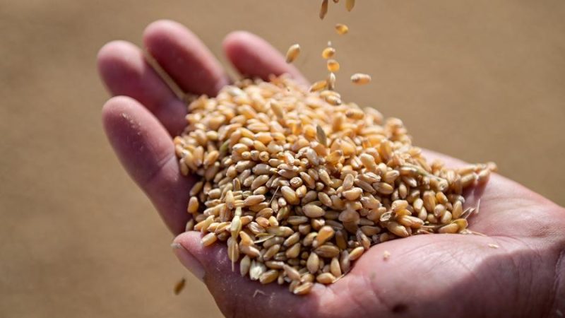 Xinjiang, na China, faz novo avanço na produção de grãos