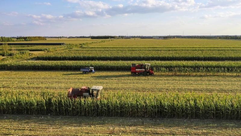 Cientistas chineses desenvolvem método de edição de genes para reduzir altura das plantas de milho