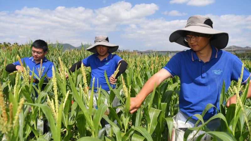 China impulsiona autossuficiência de alto nível em tecnologia agrícola