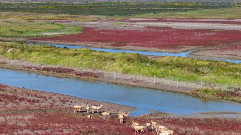 Criado o primeiro banco de dados de grama energética do mundo para desenvolvimento sustentável